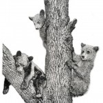 Bear Cubs 002 lr